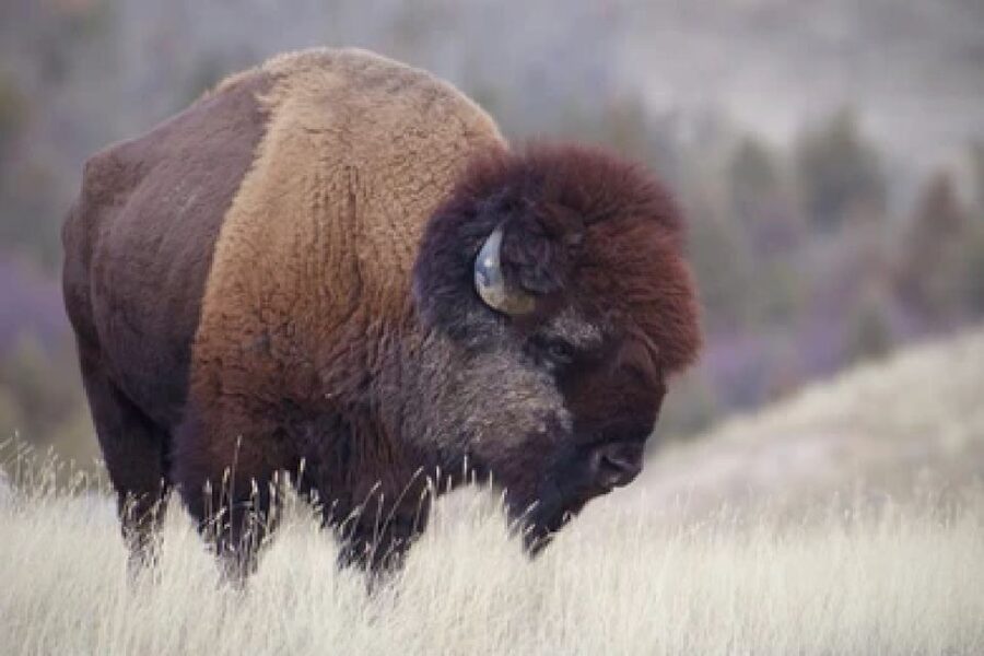 From Jackson: Grand Teton Wildlife & Scenery Tour with Lunch - Who will enjoy this tour most