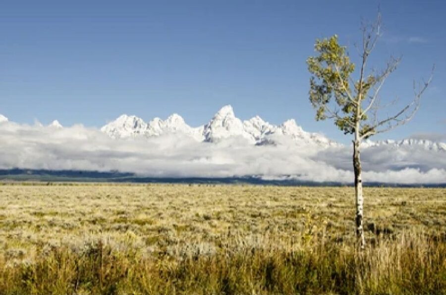 From Jackson: Grand Teton Wildlife & Scenery Tour with Lunch - Oxbow Bend and the search for animals
