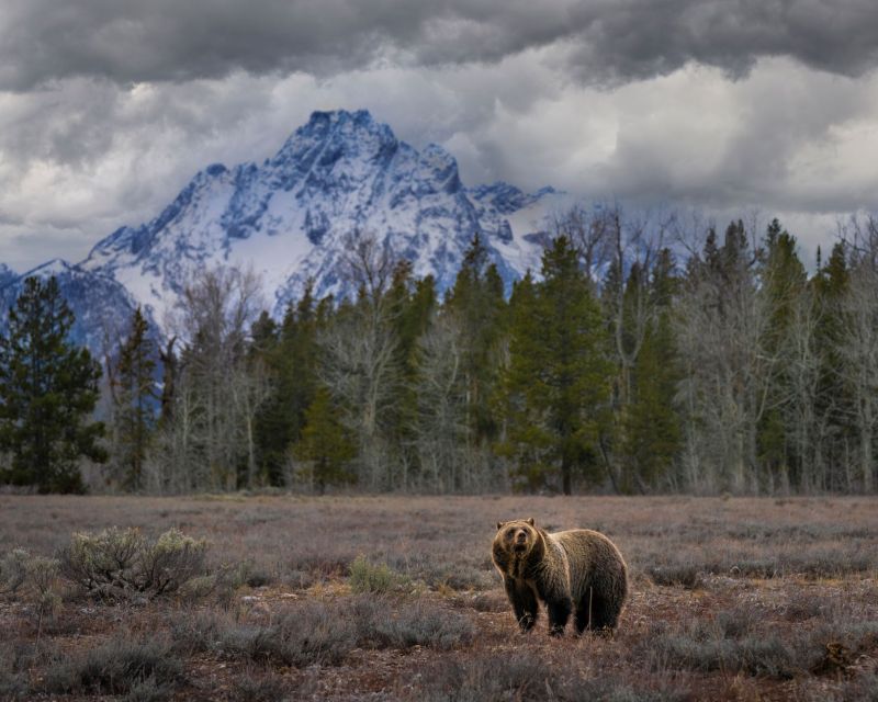 From Jackson: Grand Teton Wildlife & Scenery Tour with Lunch - Snake River Overlook and the value of a local guide