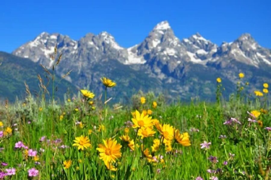 From Jackson: Grand Teton Wildlife & Scenery Tour with Lunch - Jackson Lake and the changing scale of the park