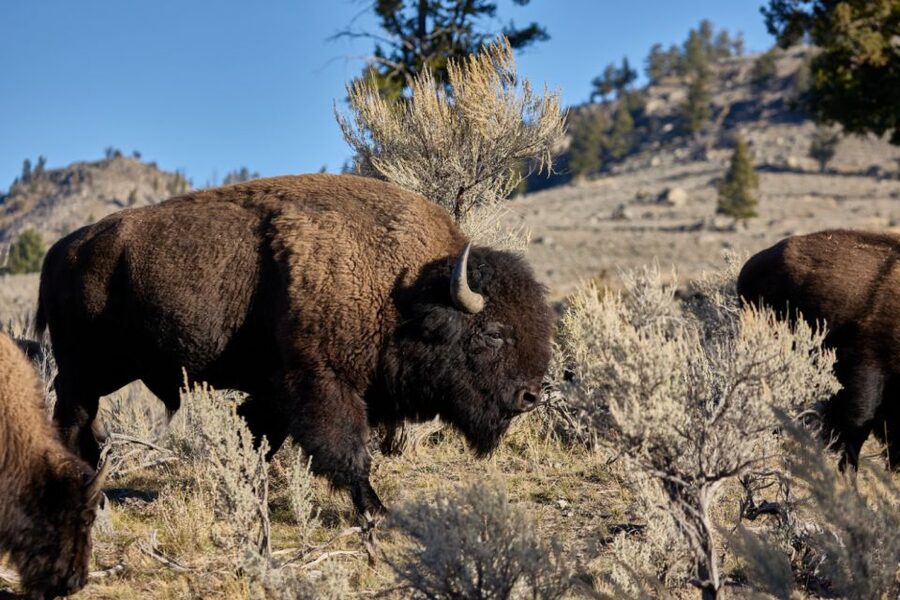 From Jackson: Half-Day Grand Teton National Park Tour - What the van, snacks, and timing add