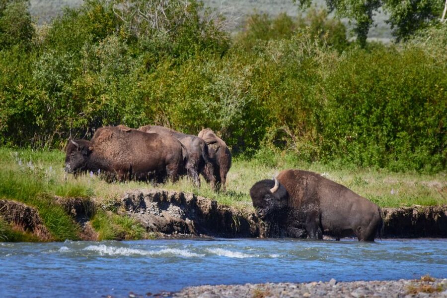 From Jackson: Half-Day Grand Teton National Park Tour - A fast, well-planned introduction to Grand Teton