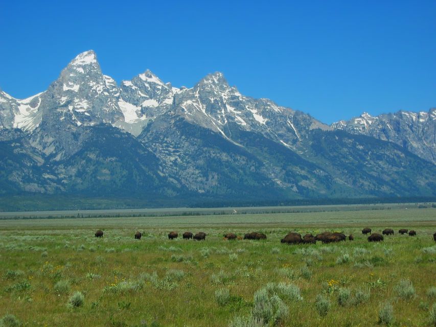 From Jackson: Half-Day Grand Teton National Park Tour - Moose Junction and the road toward Jackson Lake