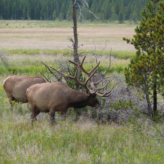 From Jackson: Half-Day Grand Teton National Park Tour - Jackson Lake, Willow Flats, and Oxbow Bend