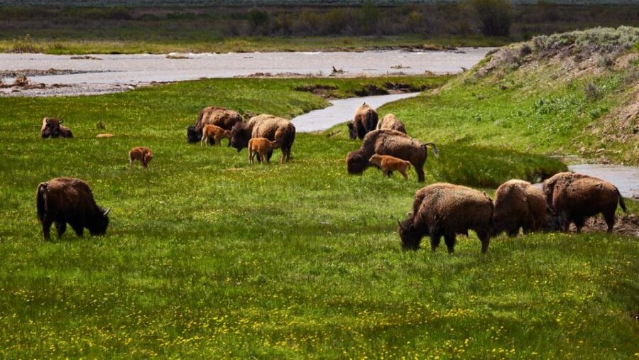 From Jackson: Half-Day Grand Teton National Park Tour - Wildlife watching with better odds