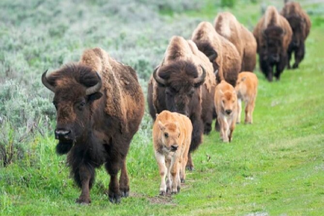 From Jackson Hole: Yellowstone Old Faithful, Waterfalls and Wildlife Day Tour - Fountain Paint Pot and Yellowstone’s geothermal character