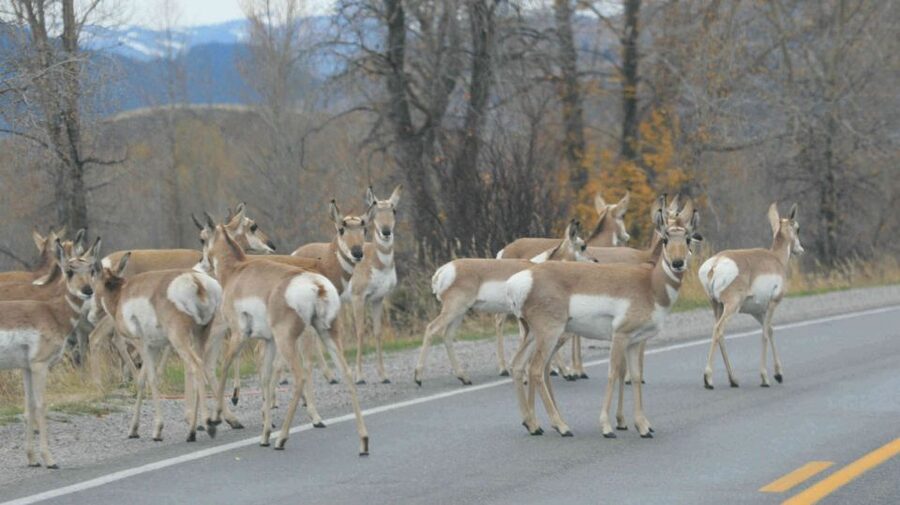 From Jackson: Yellowstone Day Tour Including Entrance Fee - Fountain Paint Pots and the strange side of Yellowstone