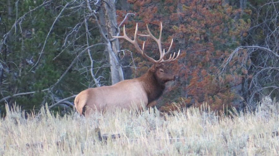 From Jackson: Yellowstone Day Tour Including Entrance Fee - The food and vehicle details matter on a 12-hour day