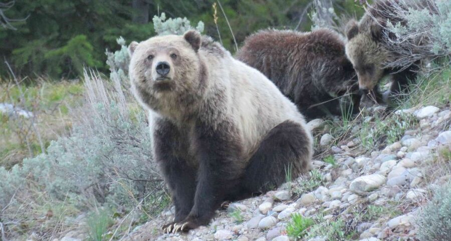 From Jackson: Yellowstone Day Tour Including Entrance Fee - Grand Teton National Park comes before breakfast settles in