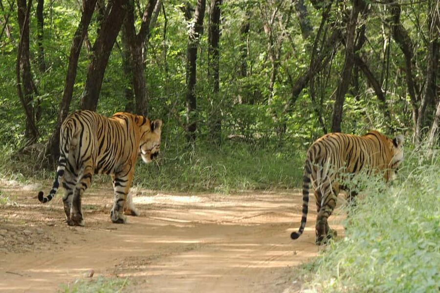 From Jaipur: Ranthambore National Park Day Trip with Safari - The real appeal: wild tigers, not a staged animal show