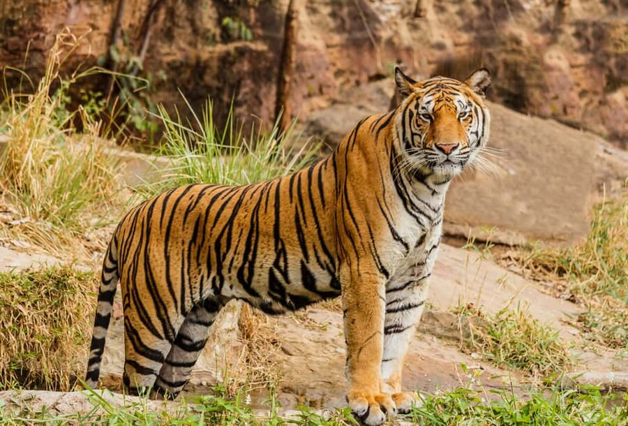 From Jaipur: Ranthambore National Park Day Trip with Safari - The 3.25-hour safari: jeep or canter?