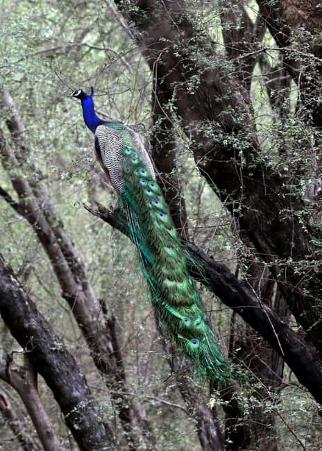 From Jaipur: Ranthambore National Park Day Trip with Safari - What you might see inside Ranthambore