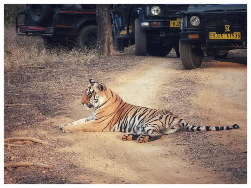 From Jaipur: Ranthambore National Park Day Trip with Safari - Is $85 good value for a day from Jaipur?