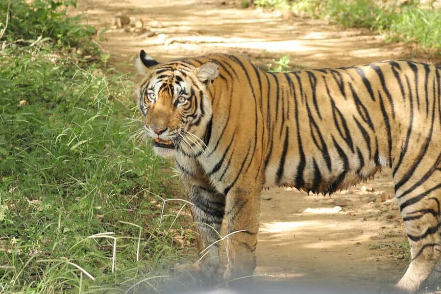 From Jaipur: Ranthambore National Park Day Trip with Safari - Who should choose this trip?