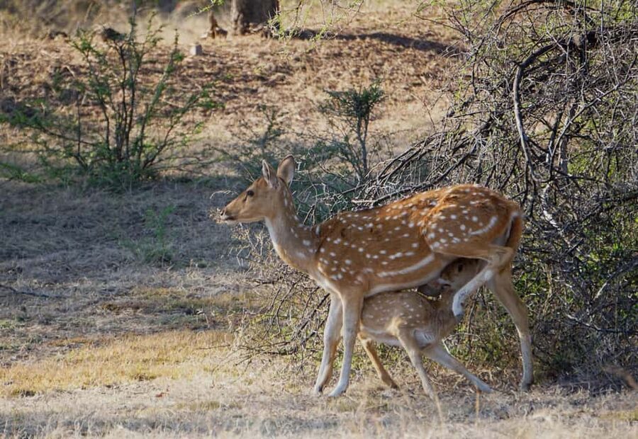 From Jaipur: Ranthambore National Park Day Trip with Safari - Should you book the Ranthambore day trip from Jaipur?