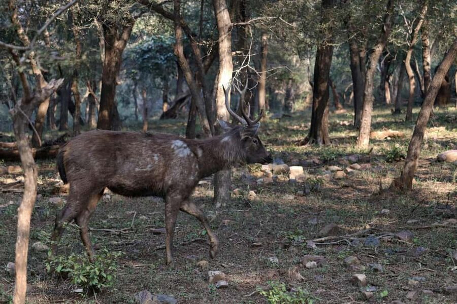 From Jaipur: Ranthambore National Park Day Trip with Safari - FAQ
