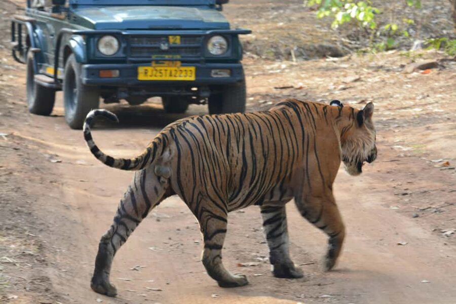 From Jaipur: Ranthambore National Park Day Trip with Safari - Jaipur to Sawai Madhopur: a long road with useful comforts