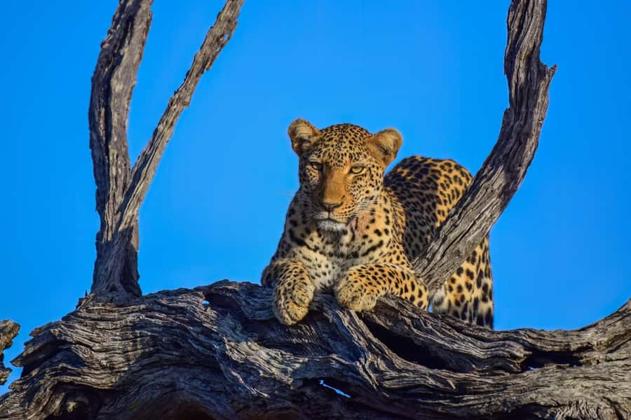 From Johannesburg: 2-Day Safari into Kruger National Park - The first afternoon drive from 1:00 to 4:30 PM