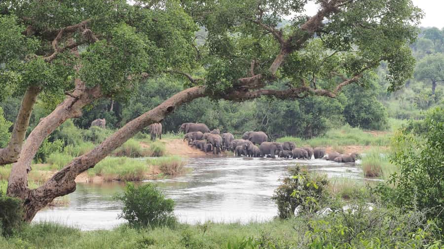 From Johannesburg: 2-Day Safari into Kruger National Park - What the $616 price really buys you