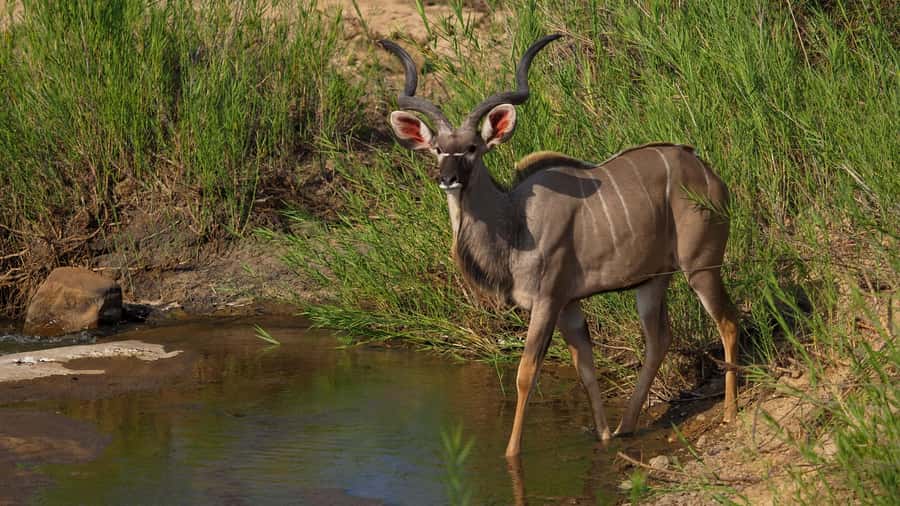 From Johannesburg: 2-Day Safari into Kruger National Park - Leaving Johannesburg for the Lowveld