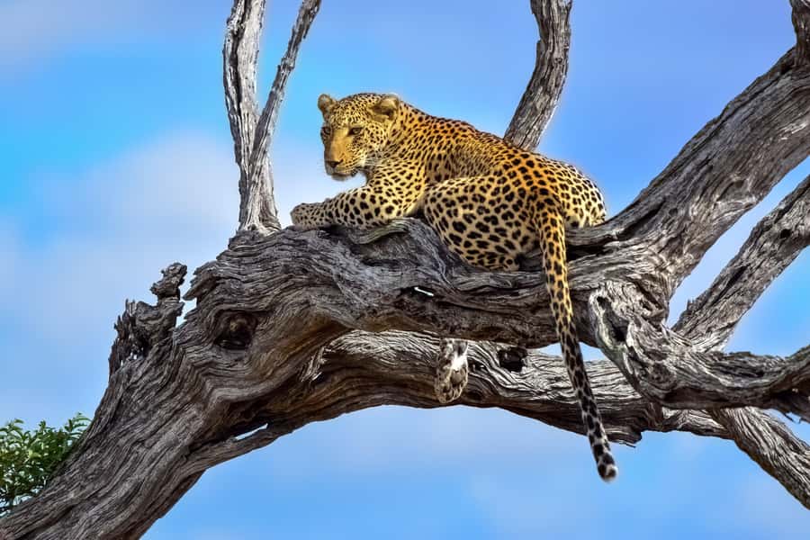 From Johannesburg: Kruger National Park 3-Day Safari - Key points before you book