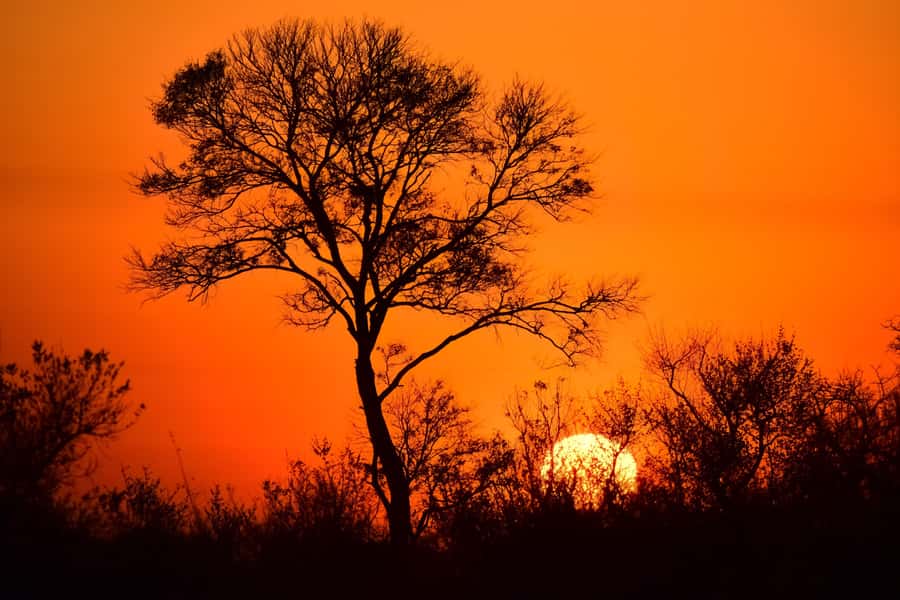 From Johannesburg: Kruger National Park 3-Day Safari - Why three days works better than a rushed park visit