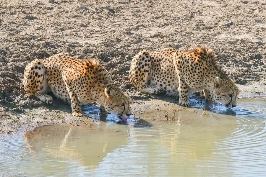 From Johannesburg: Kruger National Park 3-Day Safari - Your first afternoon inside Kruger