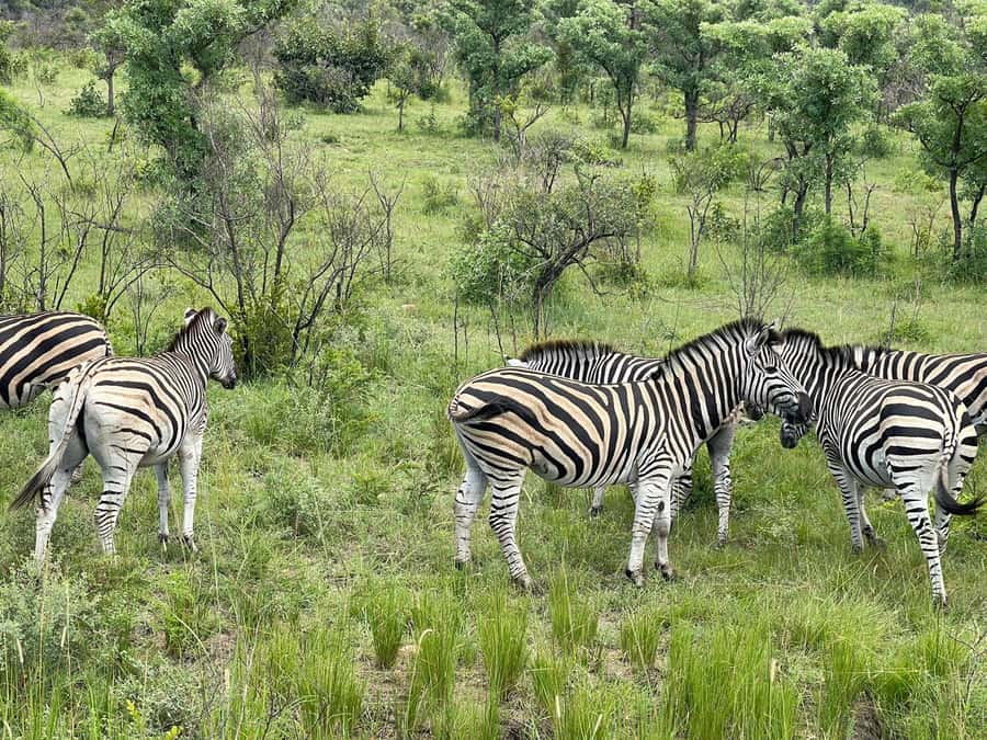 From Johannesburg: Kruger National Park 3-Day Safari - Lunch at Skukuza beside the Sabie River