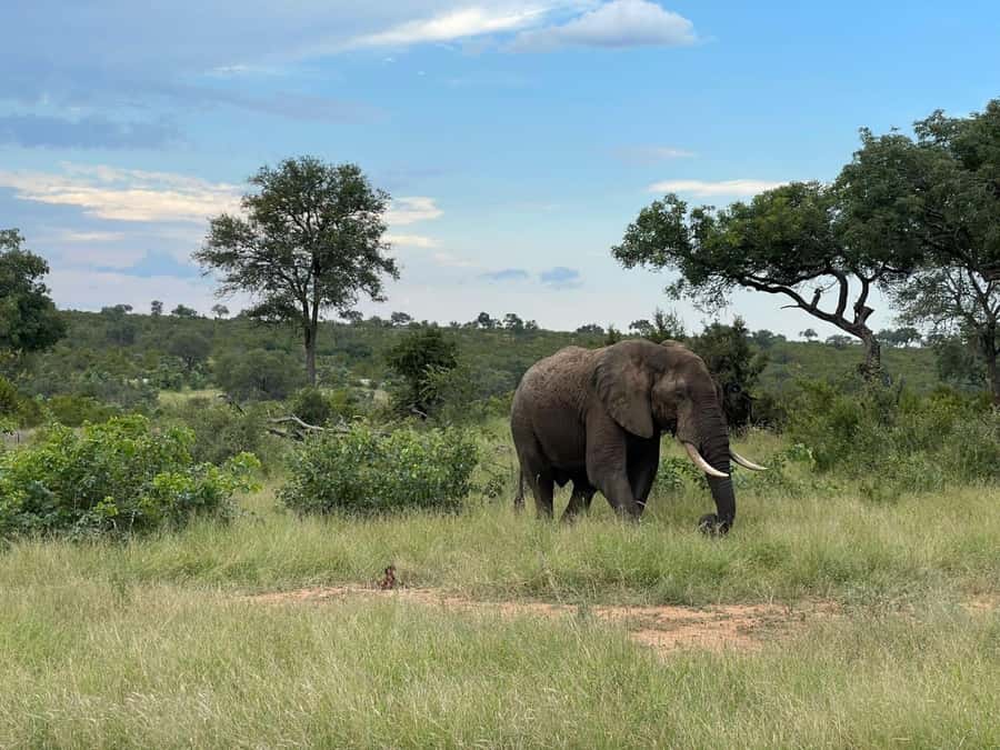 From Johannesburg: Kruger National Park 3-Day Safari - The final early drive and return to Johannesburg
