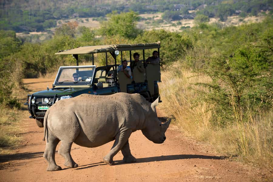 From Johannesburg: Pilanesberg Nature Reserve Game Safari - Morning game drive: 2.5 hours in an open vehicle