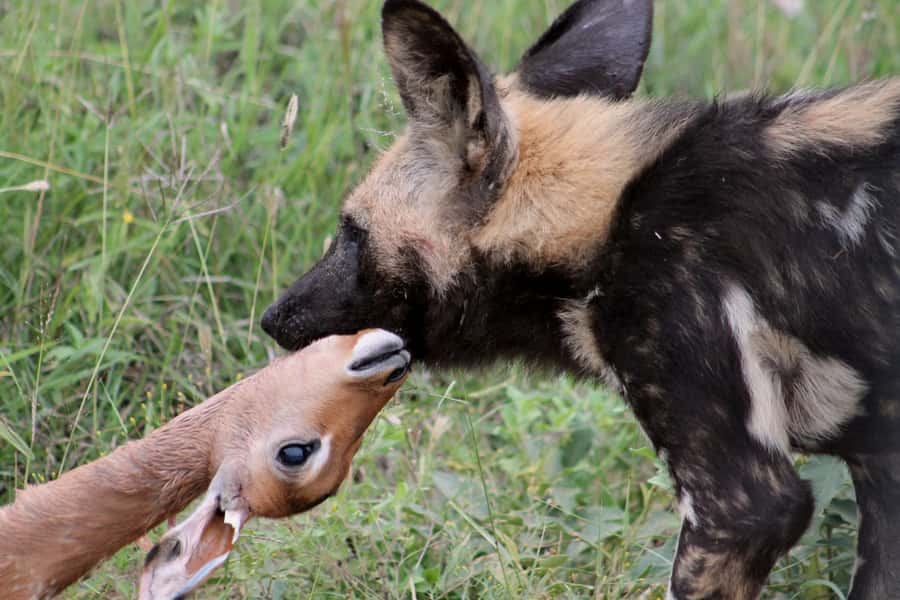 From Johannesburg: Pilanesberg Nature Reserve Game Safari - Lunch beside the reserve’s wildlife action