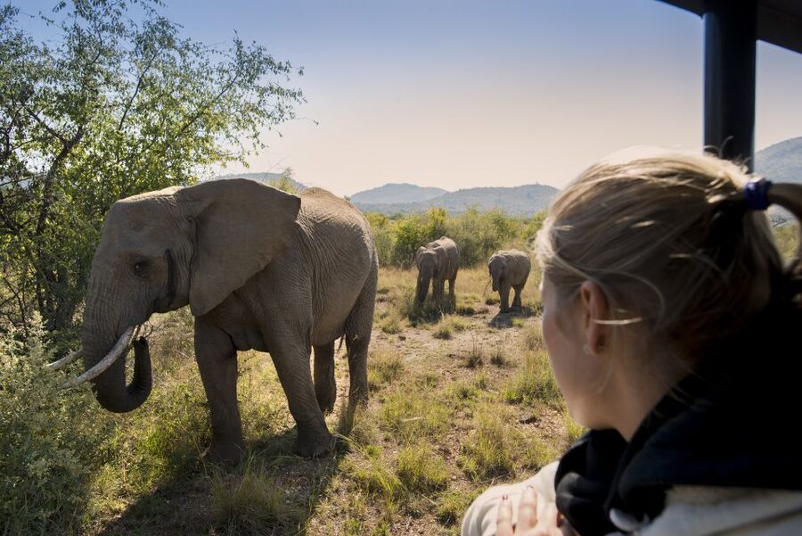 From Johannesburg: Pilanesberg Nature Reserve Game Safari - Afternoon safari and the best animal chances