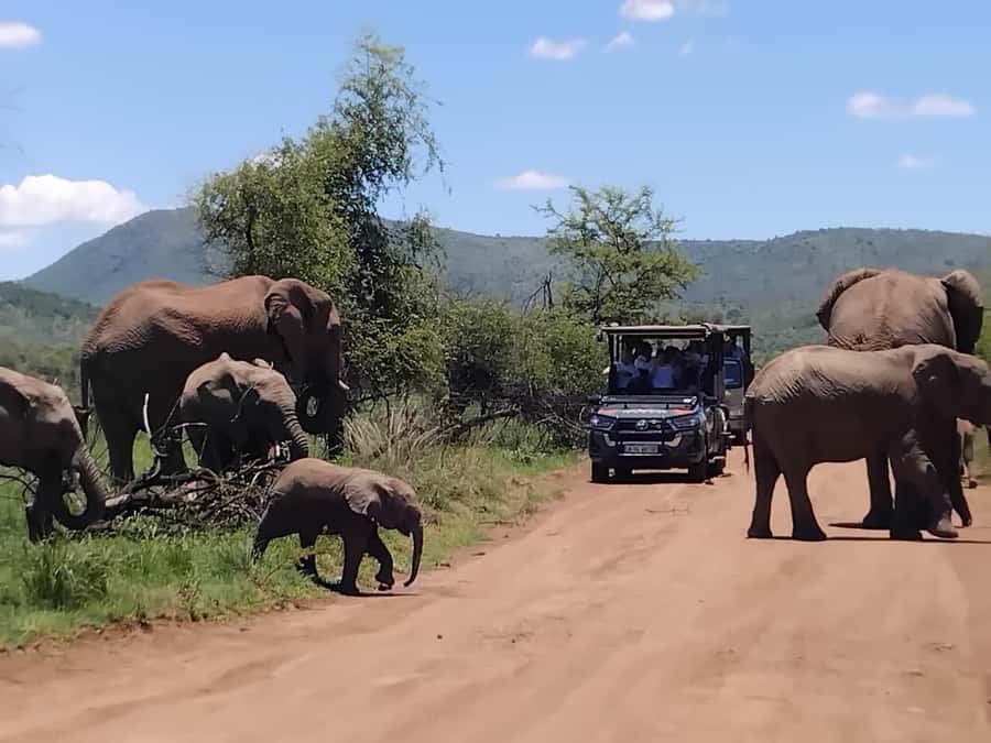 From Johannesburg: Pilanesberg Nature Reserve Game Safari - How much wildlife can you reasonably expect?