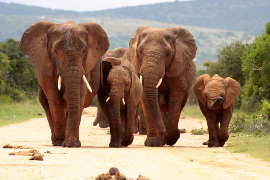 From Johannesburg: Pilanesberg Wildlife Safari - Key points to know before booking
