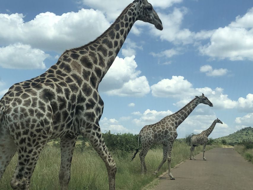 From Johannesburg: Pilanesberg Wildlife Safari - Photography, comfort, and what to pack