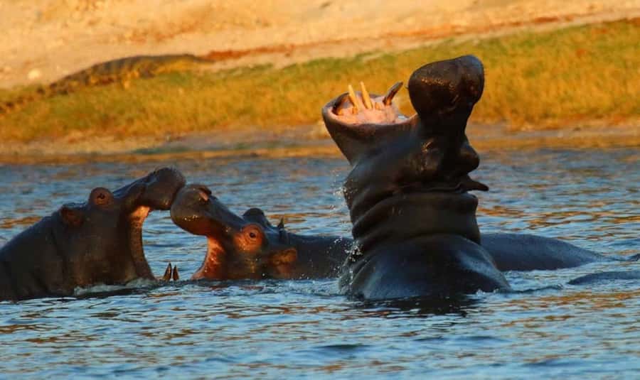 From Kasane: Chobe River Sunset Cruise - Why sunset is the right time on the Chobe