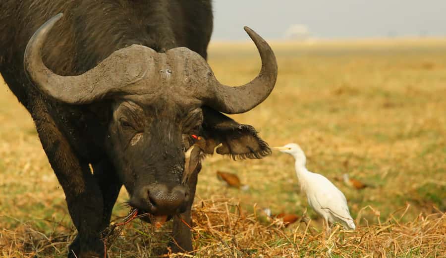 From Kasane: Chobe River Sunset Cruise - Boarding the boat and heading upstream