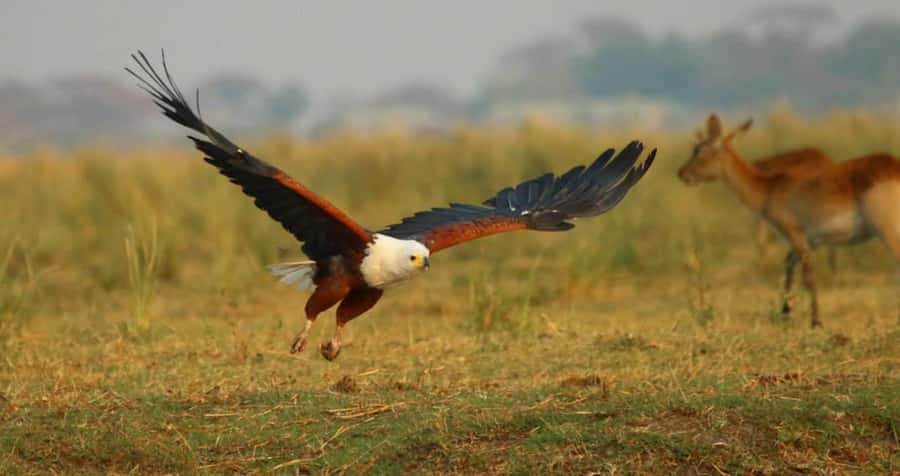 From Kasane: Chobe River Sunset Cruise - Buffalo, zebra, giraffe, and impala along the banks