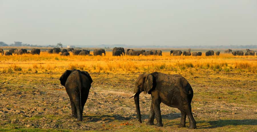 From Kasane: Chobe River Sunset Cruise - Hippos and crocodiles add a different kind of drama