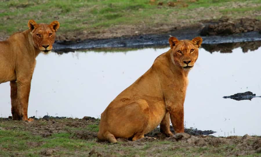 From Kasane: Chobe River Sunset Cruise - What $54 buys you, and what it does not