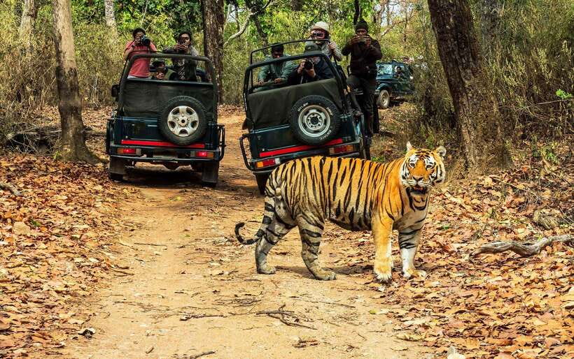 From Kathmandu/Pokhara: 2, 3, or 4-Day Chitwan Jungle Safari - Why Chitwan works as a break from Nepal’s mountain routes