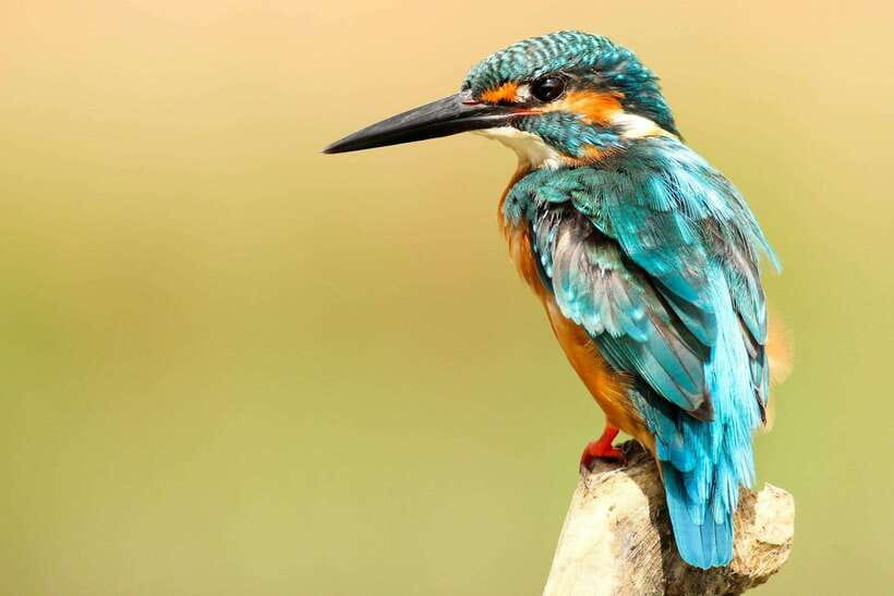 From Kathmandu/Pokhara: 2, 3, or 4-Day Chitwan Jungle Safari - Food, accommodation, and the value of $35