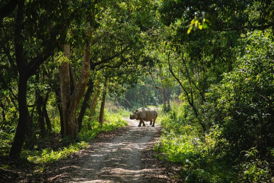 From Kathmandu/Pokhara: Private 3-Day Chitwan Safari Tour - Why Chitwan works as a short Nepal wildlife trip