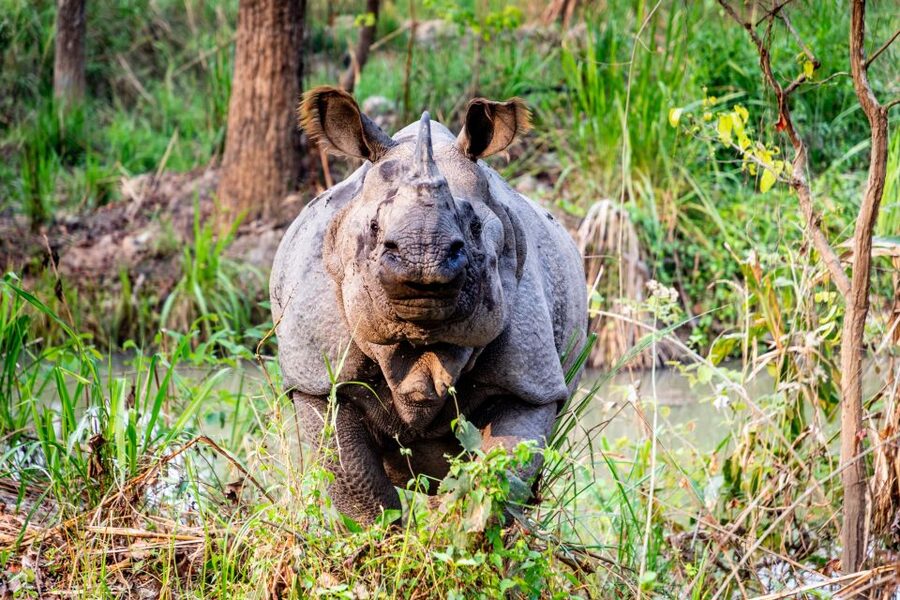 From Kathmandu/Pokhara: Private 3-Day Chitwan Safari Tour - The Rapti River canoe ride and birdwatching