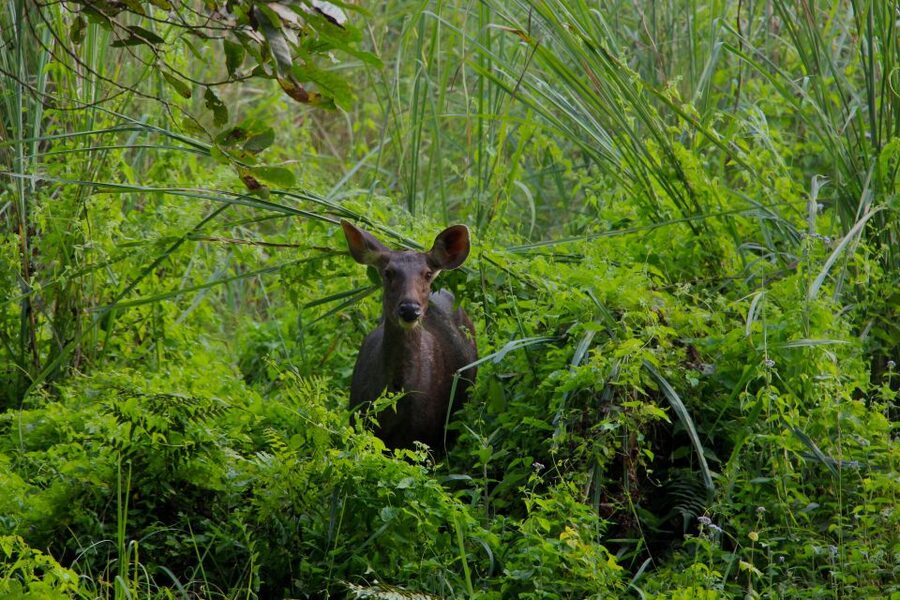 From Kathmandu/Pokhara: Private 3-Day Chitwan Safari Tour - Elephant breeding center and the human side of conservation