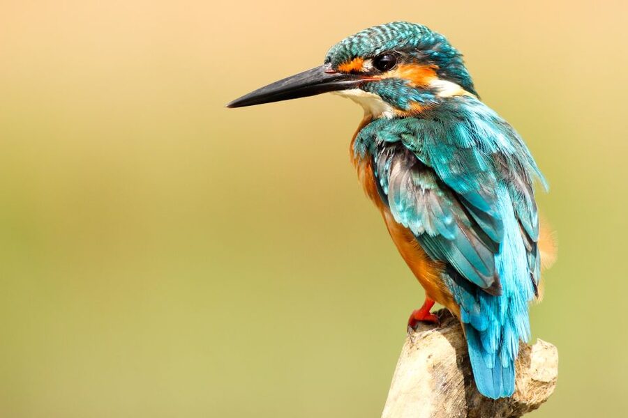 From Kathmandu/Pokhara: Private 3-Day Chitwan Safari Tour - Who will get the most from this safari