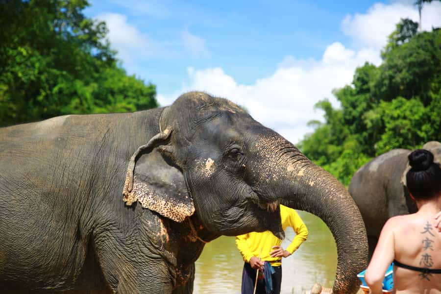 From Khao Lak: Day Trip to Khao Sok with Elephant Camp Visit - Feeding and bathing the elephants