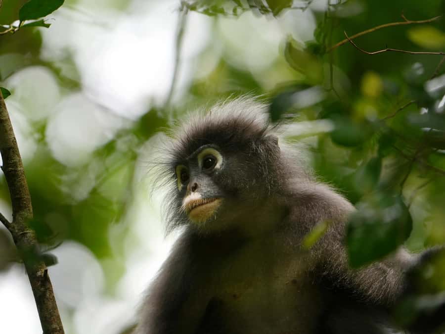 From Khao Lak: Khao Sok Jungle Hike & River Tour - A full day from Khao Lak to Khao Sok