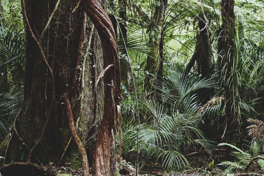 From Khao Lak: Khao Sok Jungle Hike & River Tour - Bamboo coffee and a simple souvenir