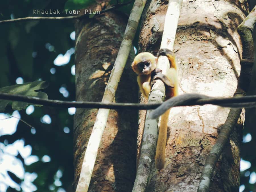 From Khao Lak: Khao Sok Jungle Hike & River Tour - Khao Sok View Point before the ride back